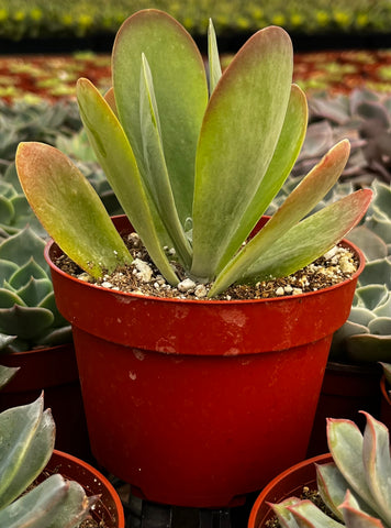 Flapjack Kalanchoe