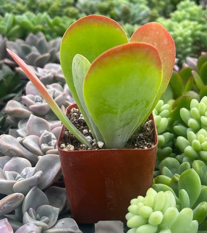 Flapjack Kalanchoe