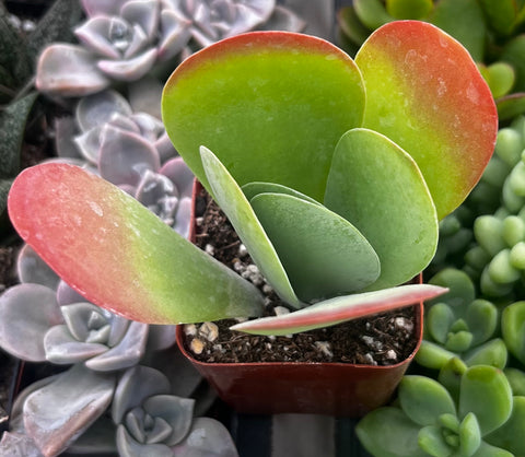 Flapjack Kalanchoe