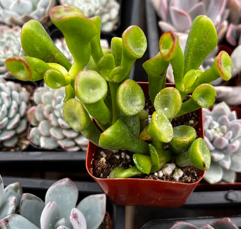 Gollum Jade