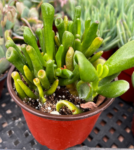 Gollum Jade