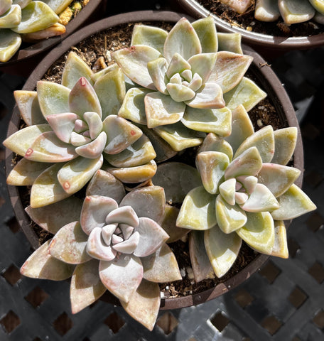 Graptosedum Ghosty