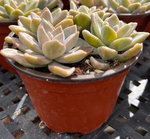 Graptosedum Ghosty