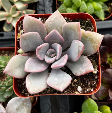 Graptoveria Debbie