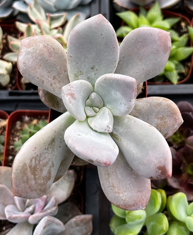 Graptoveria Ghost