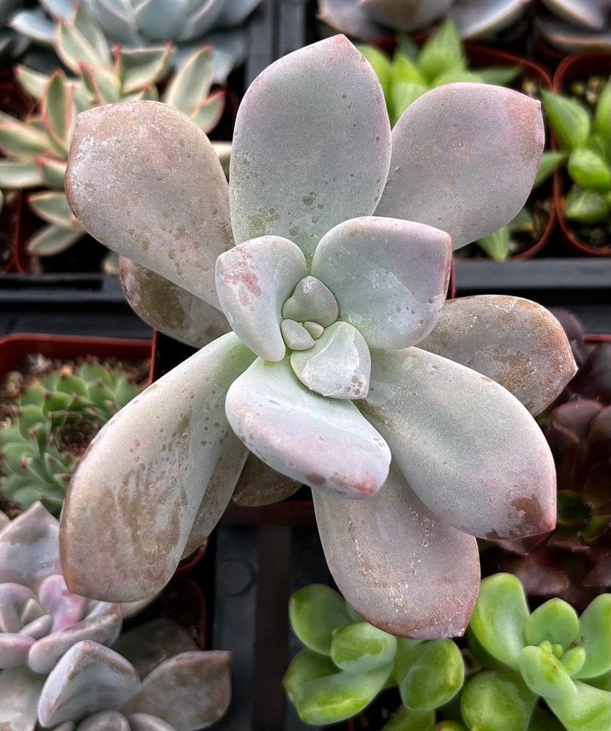 Graptoveria Ghost