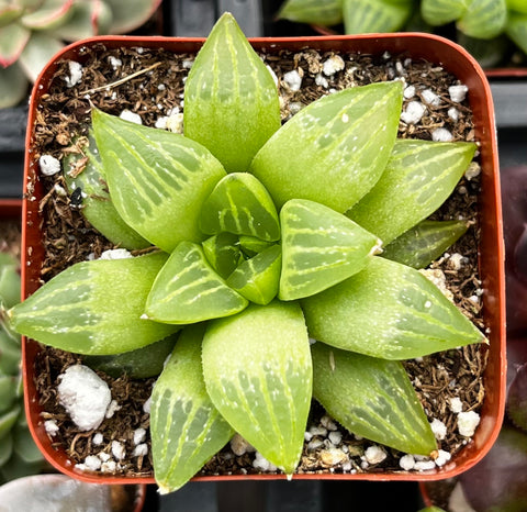 Haworthia Star Window