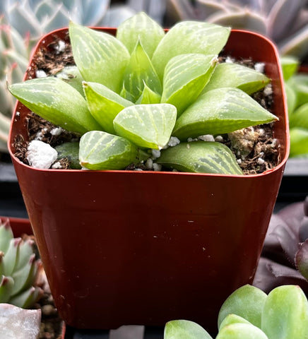 Haworthia Star Window