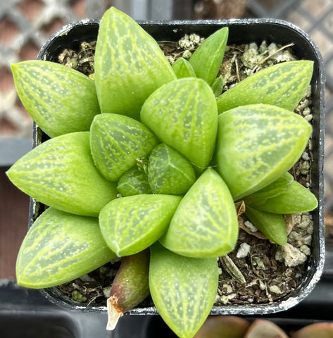 Haworthia Turgida