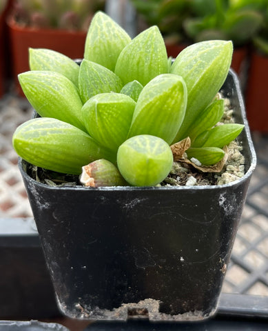 Haworthia Turgida