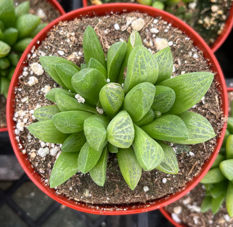 Haworthia Turgida