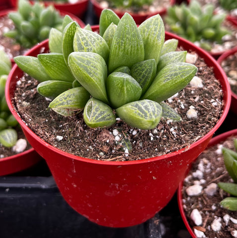 Haworthia Turgida