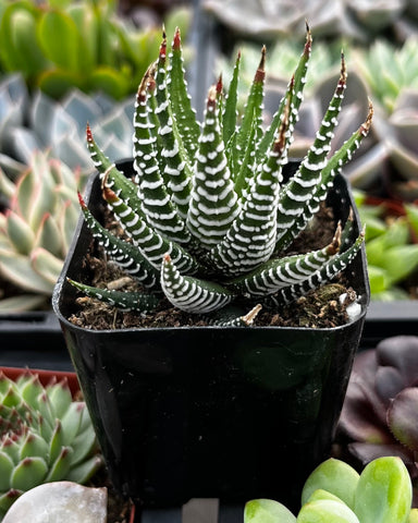 Haworthia Zebra/ Best Beginner Succulent