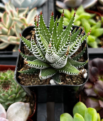 Haworthia Zebra/ Best Beginner Succulent