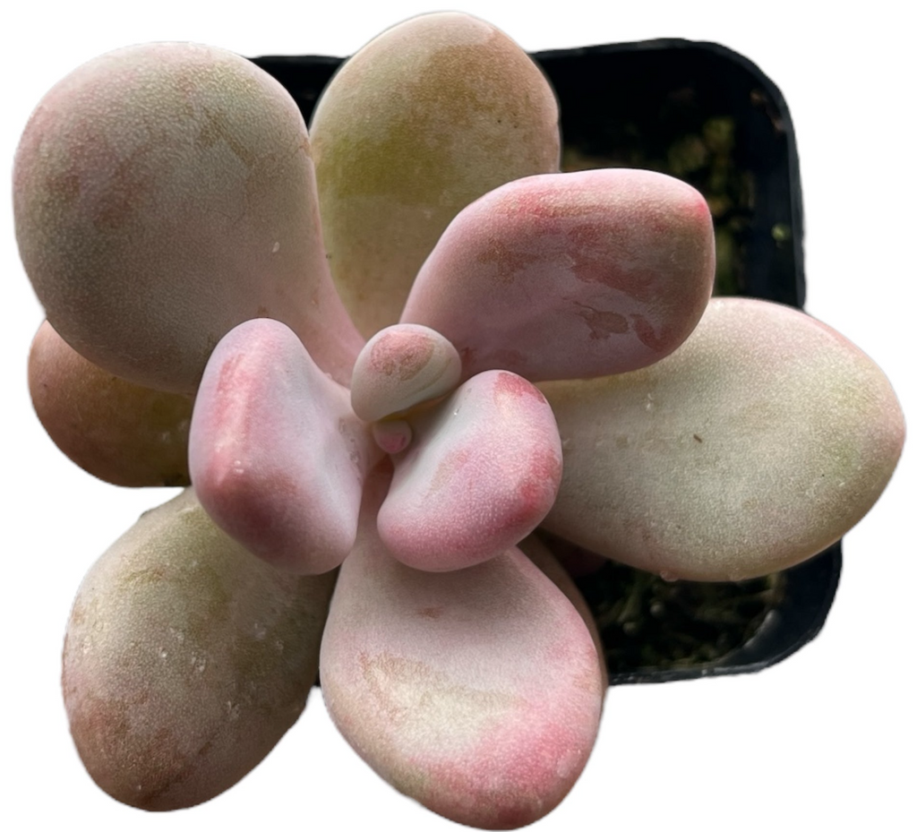 Moonstones Pachyphytum