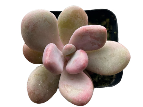 Moonstones Pachyphytum