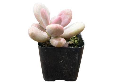 Moonstones Pachyphytum