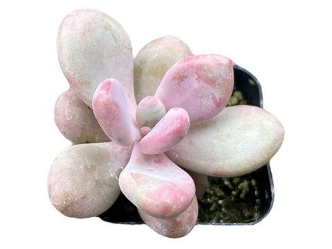 Moonstones Pachyphytum