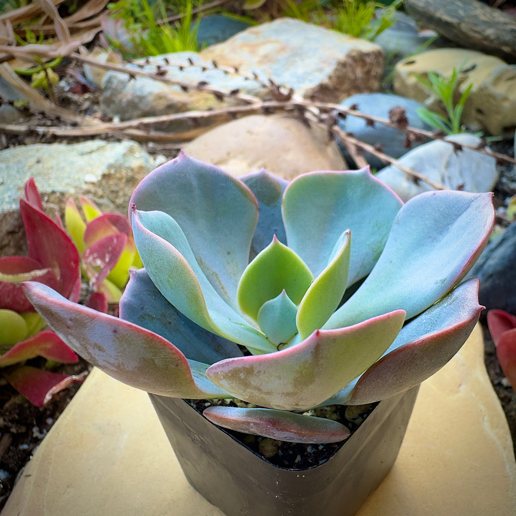 Echeveria Dusty Rose