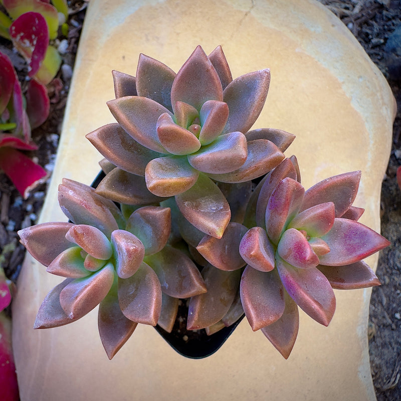 Graptosedum Alpenglow