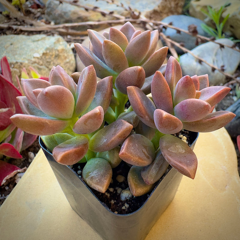 Graptosedum Alpenglow