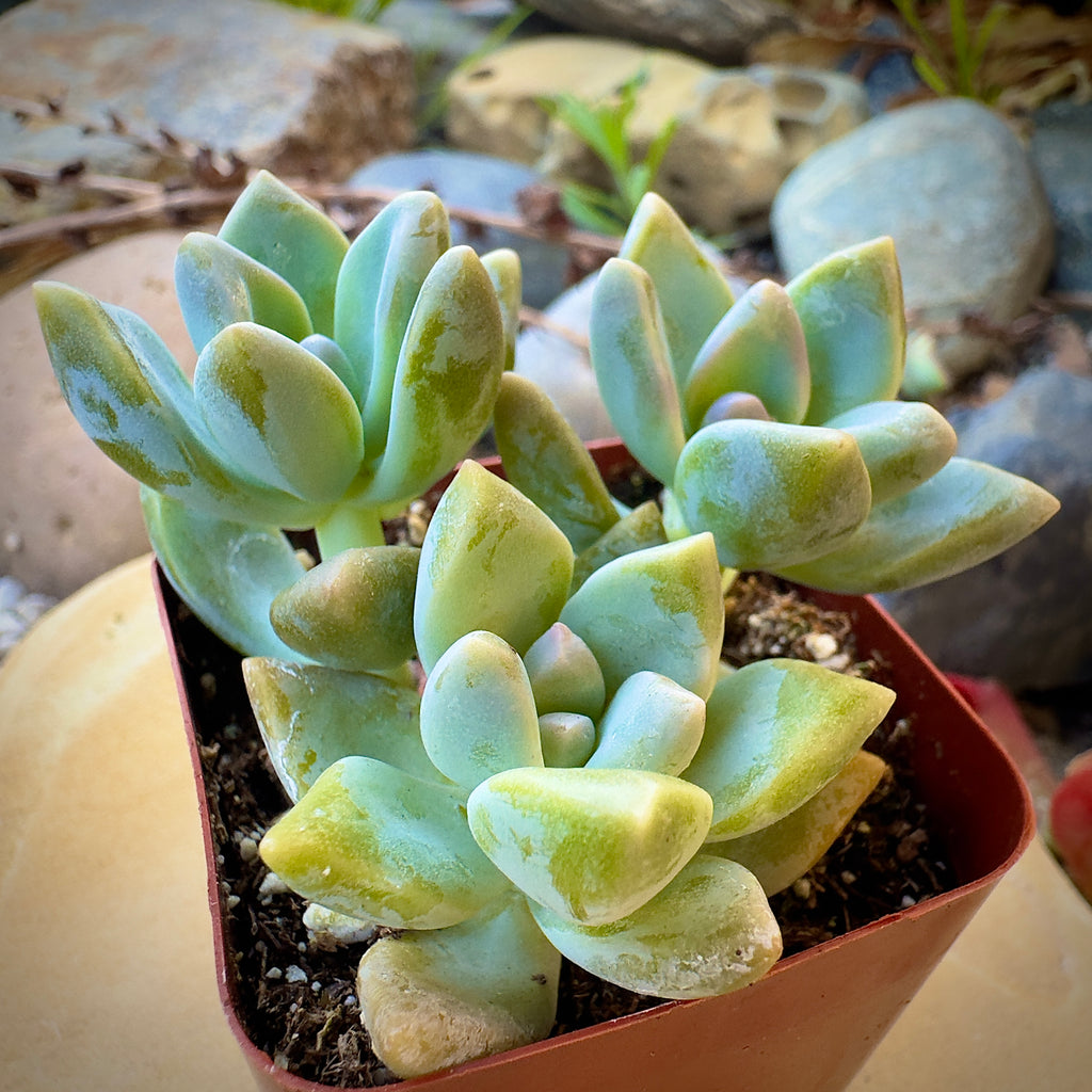 Graptosedum Ghosty