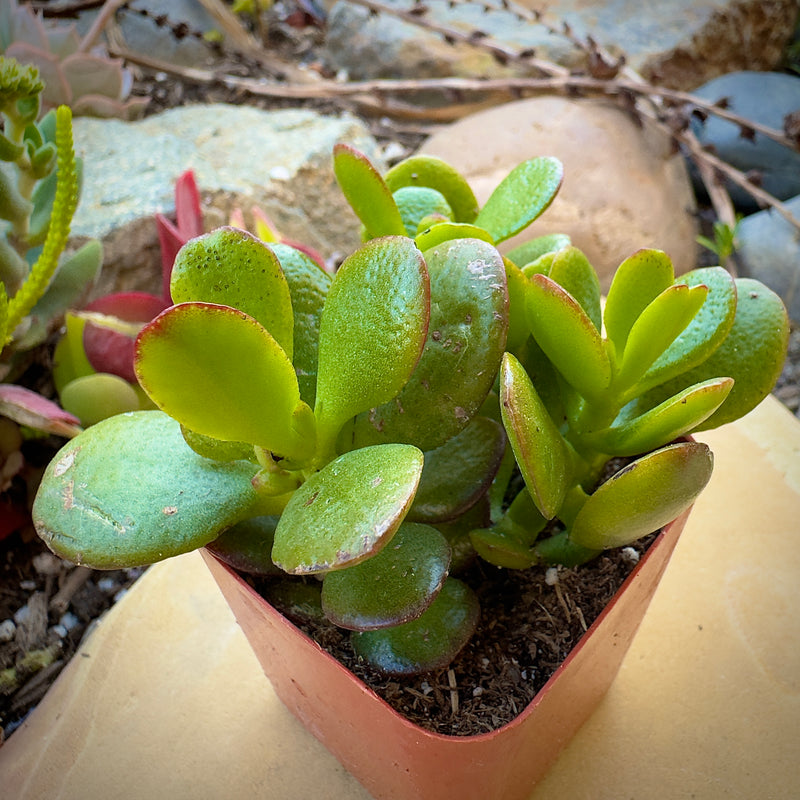 Jade Plant