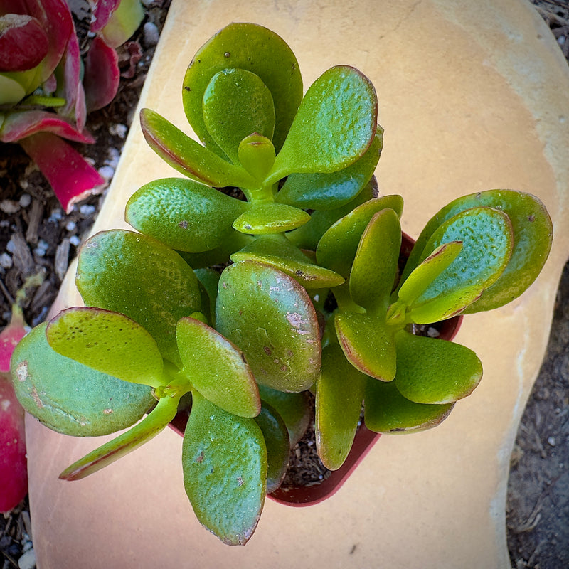 Jade Plant