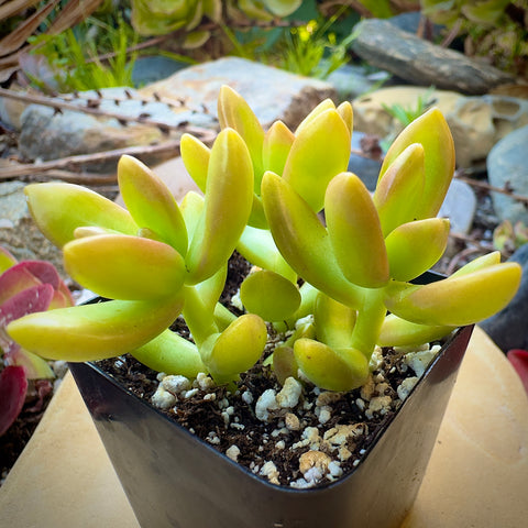 Sedum Coppertone