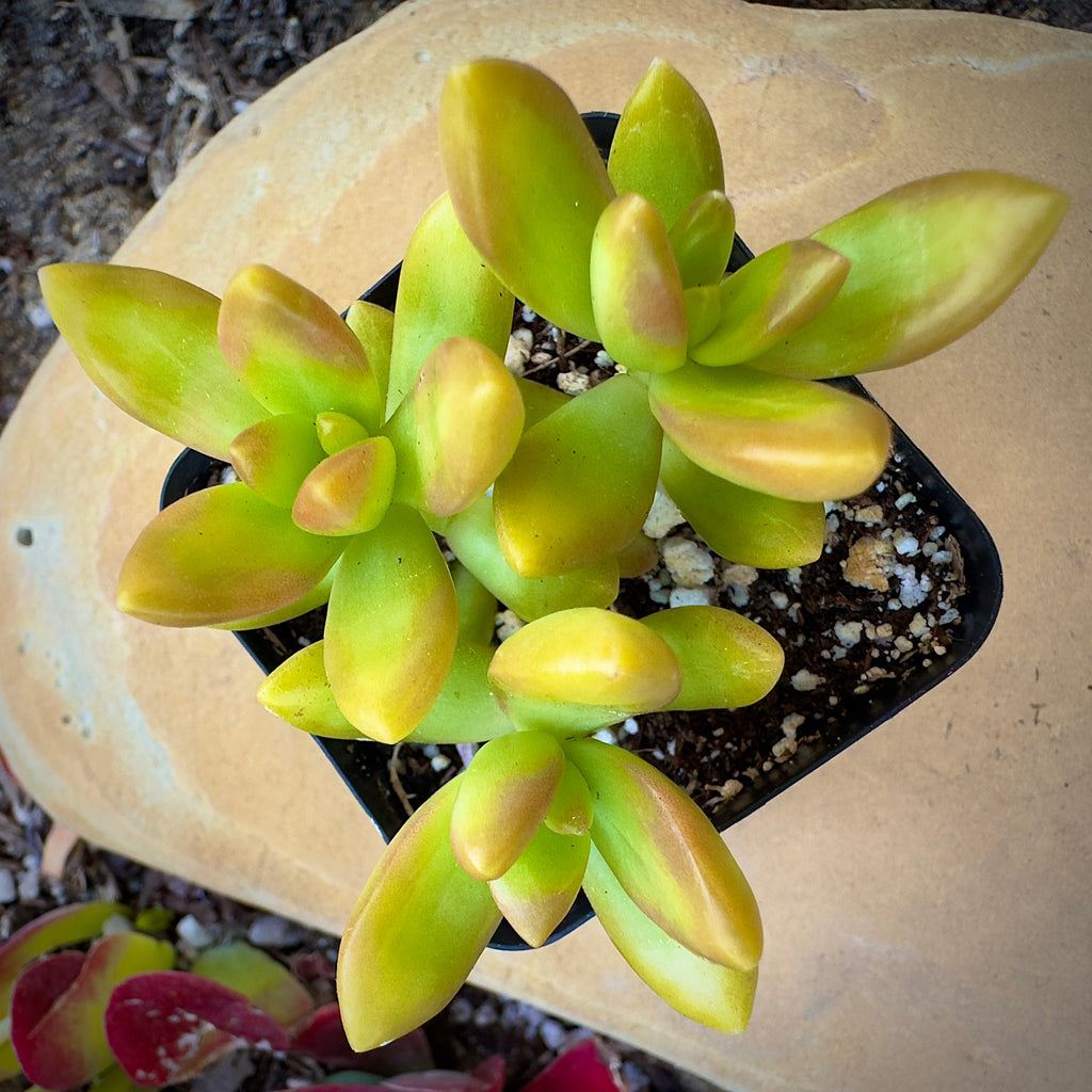 Sedum Coppertone