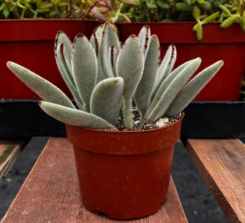 Panda Plant Kalanchoe