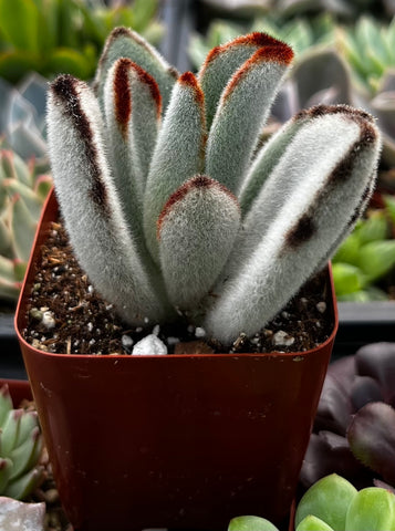 Panda Plant Kalanchoe