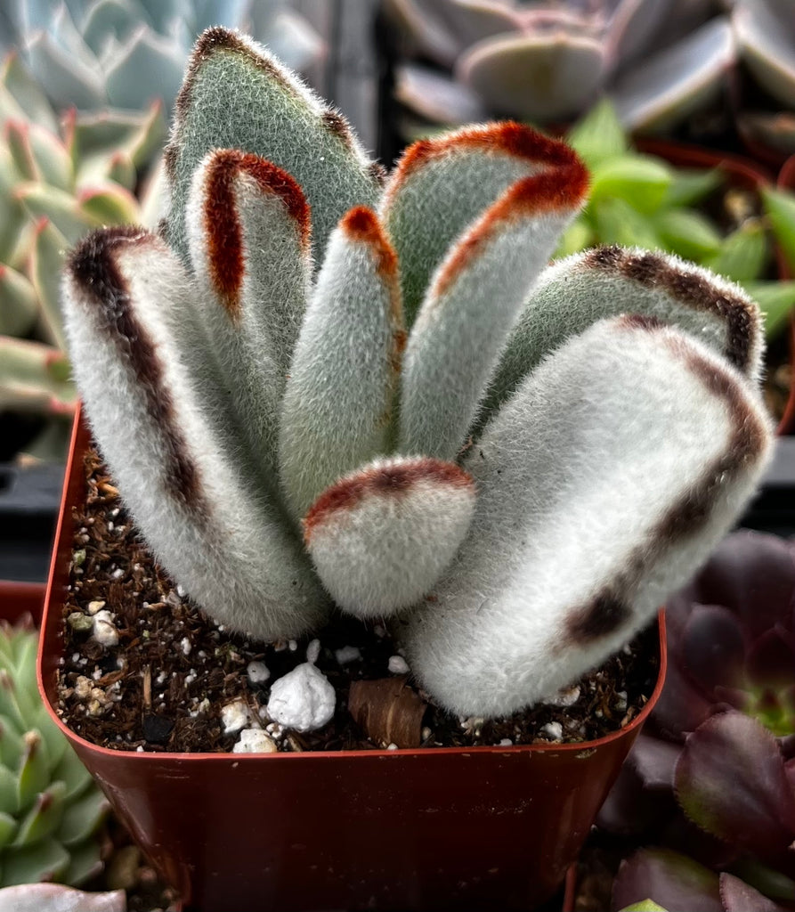 Panda Plant Kalanchoe