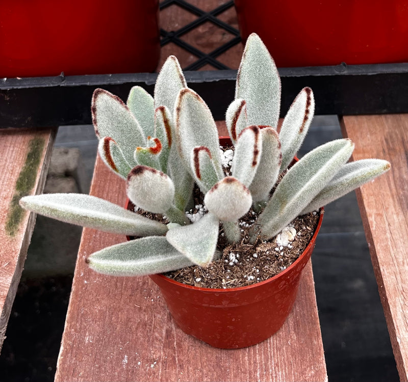 Panda Plant Kalanchoe