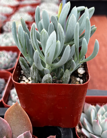 Senecio Blue Chalk Sticks