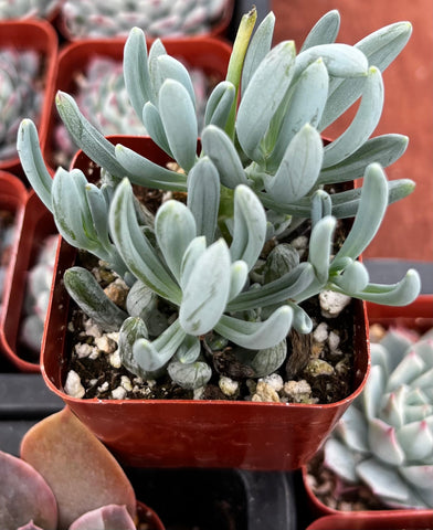 Senecio Blue Chalk Sticks