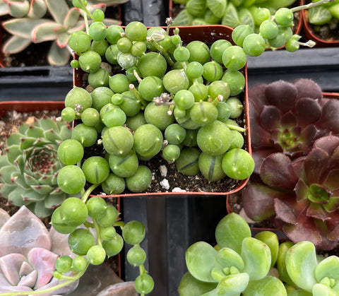 String of Pearls