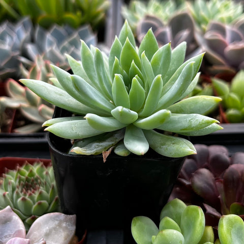 Senecio Vitalis Blue Chalk Fingers