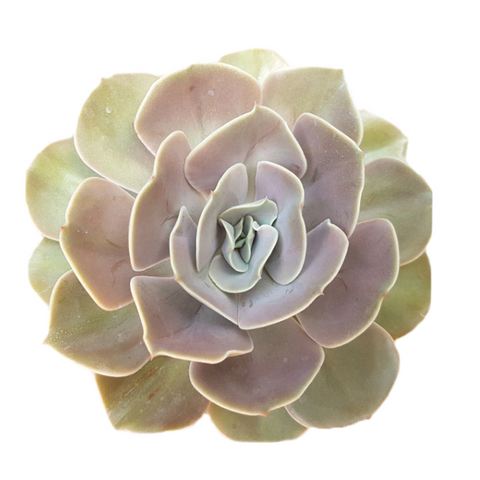 Echeveria Lolita